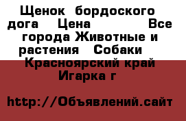 Щенок  бордоского  дога. › Цена ­ 60 000 - Все города Животные и растения » Собаки   . Красноярский край,Игарка г.